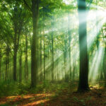 Sun rays breaking through the trees